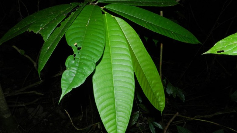 Cây dược liệu cây Nhũ mộc - Brosimum galactodendron D. Don