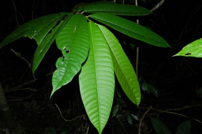 Cây dược liệu cây Nhũ mộc - Brosimum galactodendron D. Don