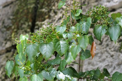 Cây dược liệu cây Nho dại, Nho cong queo - Vitis flexuosa Thunb