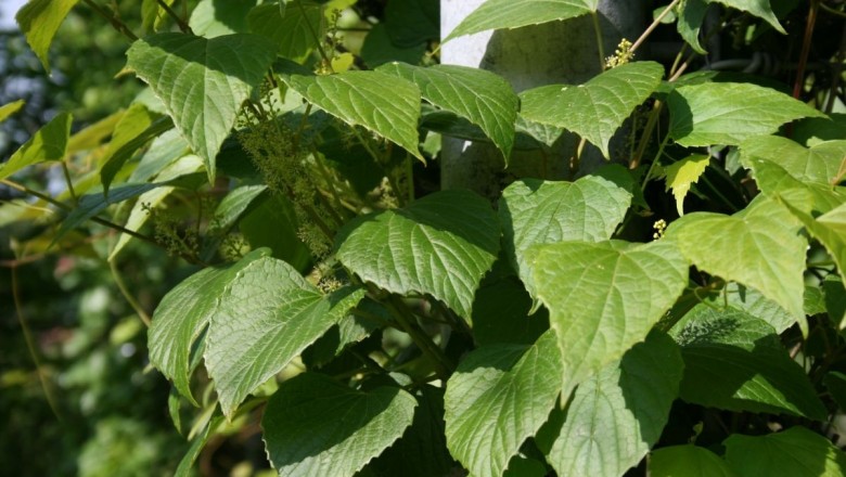 Cây dược liệu cây Nho đất, nho dại quả nhỏ - Vitis balansaeana Planch