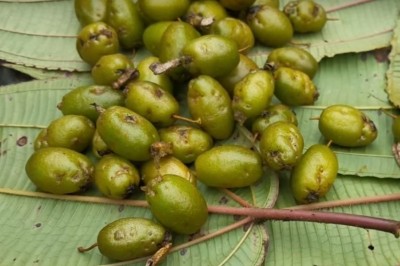 Cây dược liệu cây Nhót rừng - Elaeagnus bonii Lecomte