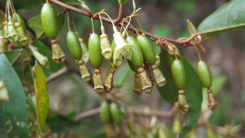 Cây dược liệu cây Nhót núi, Nhót hoa vuông - Elaeagnus gonyanthes Benth