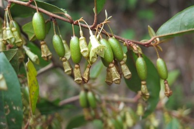 Cây dược liệu cây Nhót núi, Nhót hoa vuông - Elaeagnus gonyanthes Benth