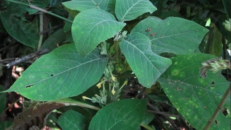 Cây dược liệu cây Nhị đinh răng nhỏ, Đinh hùng răng nhỏ - Gomphostemma microdon Dunn