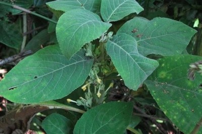 Cây dược liệu cây Nhị đinh răng nhỏ, Đinh hùng răng nhỏ - Gomphostemma microdon Dunn