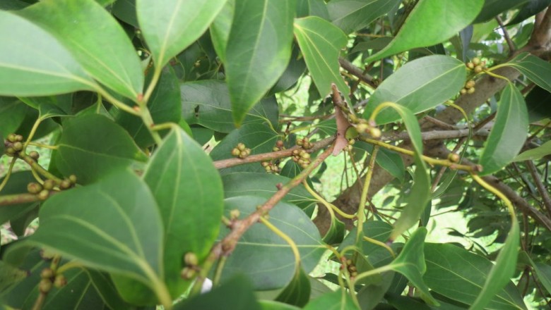 Cây dược liệu cây Nô - Neolitsea zeylanica (Nees) Merr. (Litsea zeylanica C. et T. Nees)