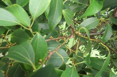 Cây dược liệu cây Nô - Neolitsea zeylanica (Nees) Merr. (Litsea zeylanica C. et T. Nees)