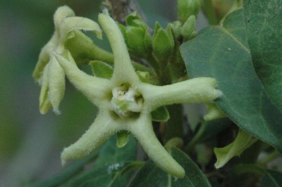 Cây dược liệu cây Nhạ nhầu, Hàm liên Bắc bộ - Marsdenia tonkinensis Cost