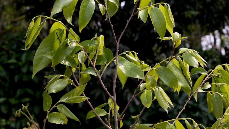 Cây dược liệu cây Nhọc đen, Nhọc rừng, Ran rừng - Polyalthia nemoralis DC