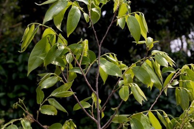 Cây dược liệu cây Nhọc đen, Nhọc rừng, Ran rừng - Polyalthia nemoralis DC