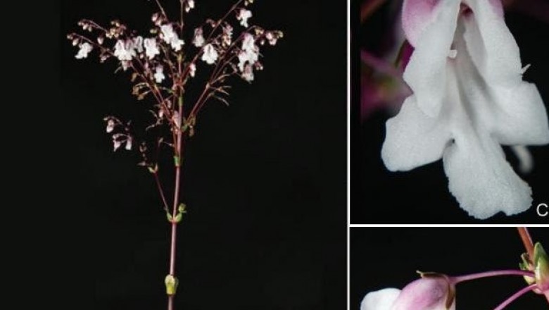 Cây dược liệu cây Nhả mận, Song bế Martin- Paraboea martinii (Lévl.) Burtt (Boea martinii Lévl.)