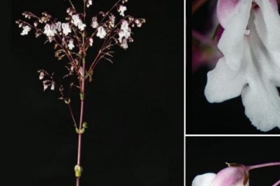 Cây dược liệu cây Nhả mận, Song bế Martin- Paraboea martinii (Lévl.) Burtt (Boea martinii Lévl.)