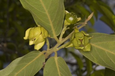 Cây dược liệu cây Nhọc, Đuôi trâu, Ran, Quần đầu trái tròn - Polyalthia cerasoides (Roxb.) Benth. et Hook. f