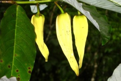 Cây dược liệu cây Nhãn chày, Chuối chác đẻ, Mao quả có mỏ - Dasymaschalon rostratum Merr. et Chun