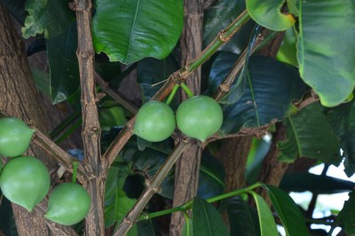 Cây dược liệu cây Nụ, Hồng pháp, Bứa nhuộm - Garcinia tinctoria (DC.) W.F. Wight (G. cambodgiensis Vesque)