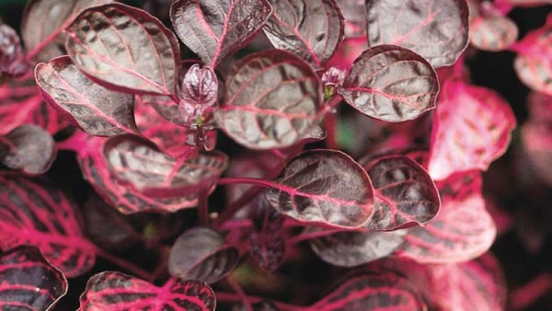 Cây dược liệu cây Nhung hoa - Iresine herbstii Hook. f. ex Lindl