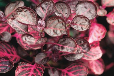 Cây dược liệu cây Nhung hoa - Iresine herbstii Hook. f. ex Lindl