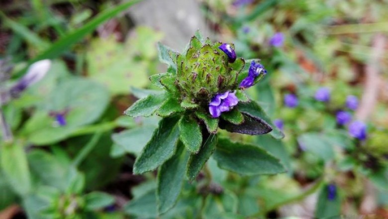 Cây dược liệu cây Nhân trần hoa đầu, Chè nội, Chè cát - Adenosma indianum (Lour.) Merr. (A. capitatum Benth. et Hance)