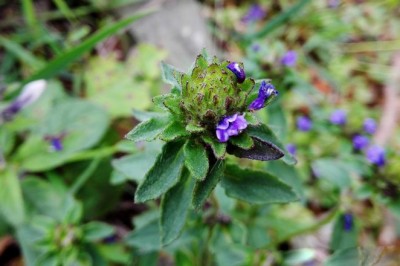 Cây dược liệu cây Nhân trần hoa đầu, Chè nội, Chè cát - Adenosma indianum (Lour.) Merr. (A. capitatum Benth. et Hance)