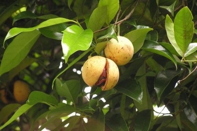 Cây dược liệu cây Nhục đậu khấu - Myristica fragrans Houtt