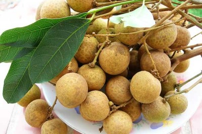 Cây dược liệu cây Nhãn - Dimocarpus longan Lour. (Euphoria longan (Lour.) Stend.)h