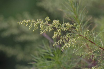 Cây dược liệu cây Nhân trần Trung Quốc, Nhân trần hao, Ngải lá kim - Artemisia capillaris Thunb