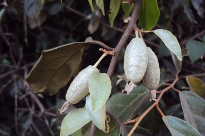 Cây dược liệu cây Nhót dại - Elaeagnus conferta Roxb. (E. gaudichandii Schleet)