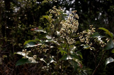 Cây dược liệu cây Nhãn mọi cánh - Walsura elata Pierre