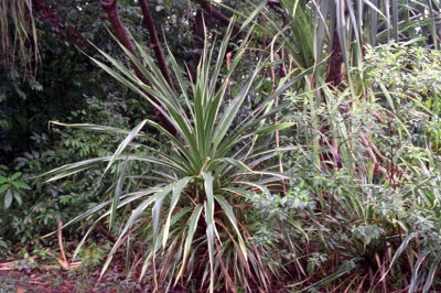 Cây dược liệu cây Nhum - Oncosperma tigillaria (Jack) Ridl. (O. filamentosa Blume)