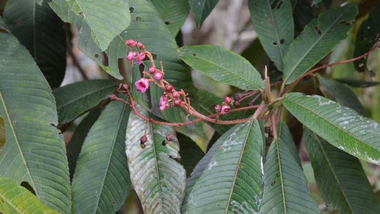 Cây dược liệu cây Nóng Nêpan - Saurauia nepanlensis DC