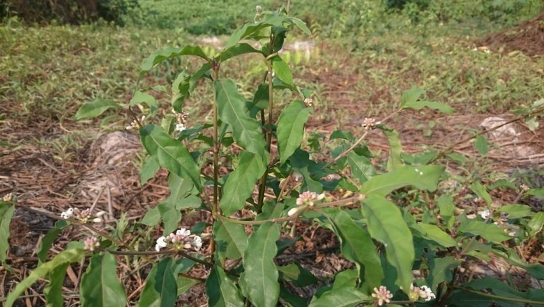 Cây dược liệu cây Nhàu nước hay Nhàu nhỏ - Morinda persicaefolia Ham. var. oblonga Pit