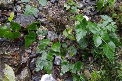 Cây dược liệu cây Cần hôi, Băng biên - Pimpinella diversifolia DC