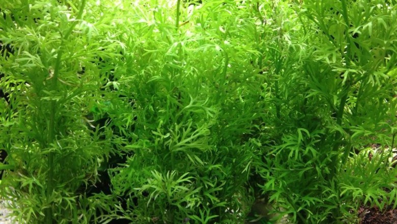 Cây dược liệu cây Cần trôi, Rau cần trôi, Quyết gạc nai - Ceratopteris thalia troides (L.) Brongn