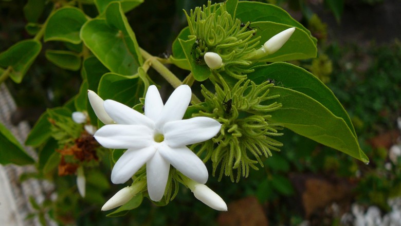 Cây dược liệu cây Nhài nhiều hoa - Jasminum multiflorum (Burm.f.) Andr (J. pubescens Willd.)