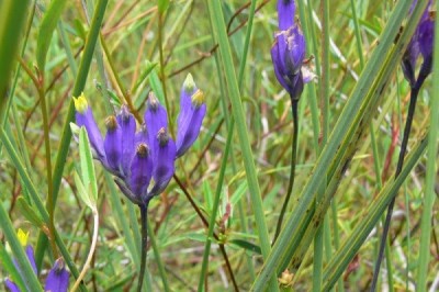 Cây dược liệu cây Cào cào, Cỏ cào cào - Burmannia disticha L