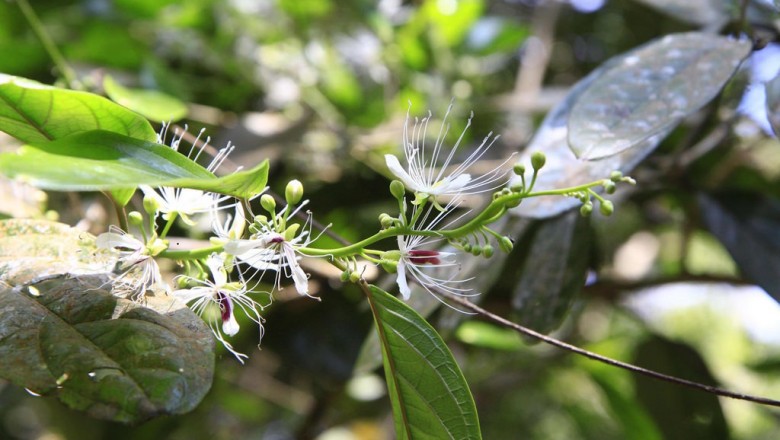Cây dược liệu cây Cáp vàng - Capparis flavicans Kurz (C.cambodiana Pierre ex Gagnep)