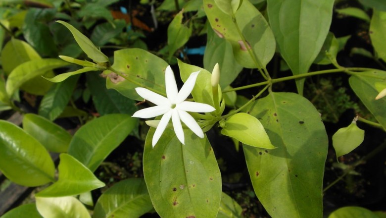 Cây dược liệu cây Nhài nhăn - Jasminum amplexicaule Buch.–Ham