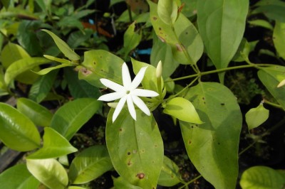 Cây dược liệu cây Nhài nhăn - Jasminum amplexicaule Buch.–Ham