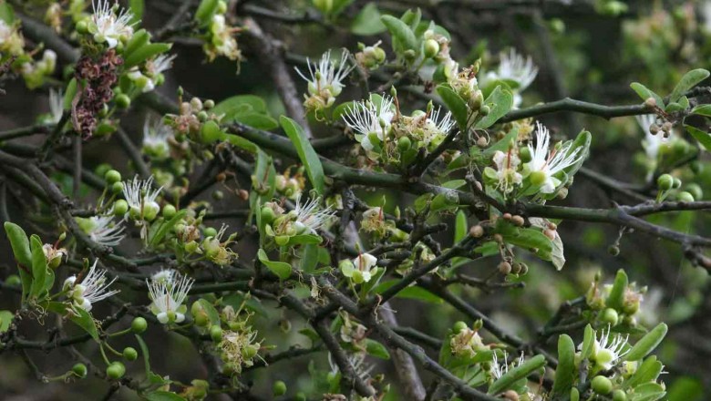 Cây dược liệu cây Cáp hàng rào - Capparis sepiaria L