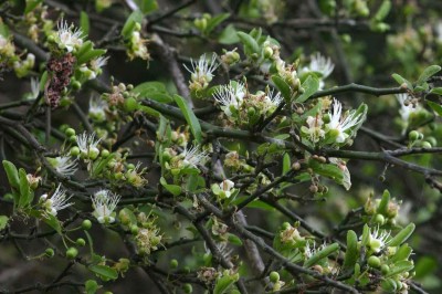 Cây dược liệu cây Cáp hàng rào - Capparis sepiaria L