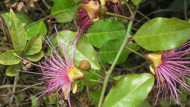 Cây dược liệu cây Cáp gai đen - Capparis zeylanica L. (C. horrida L. f.)