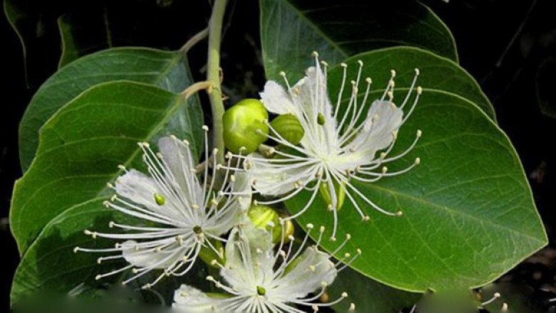 Cây dược liệu cây Cáp to - Capparis grandis L.f