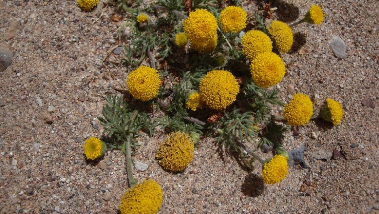 Cây dược liệu cây Nguyên tuy cúc - Cotula anthemoides L