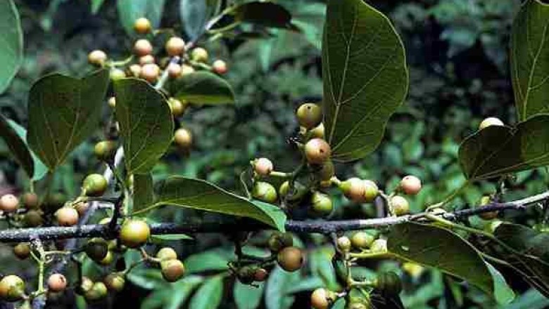 Cây dược liệu cây Ngút, Ông bầu, Đít quạ- Cordia bantamensis Blume