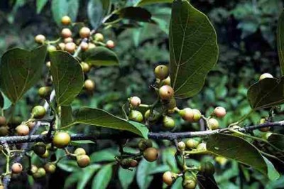 Cây dược liệu cây Ngút, Ông bầu, Đít quạ- Cordia bantamensis Blume