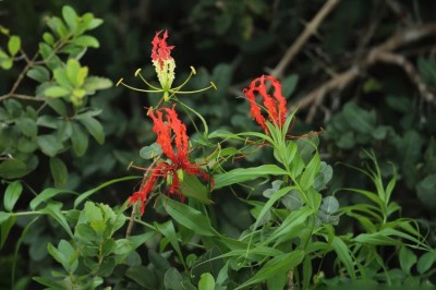 Cây dược liệu cây Ngót nghẻo, Ngắc nghẻo - Gloriosa superba L