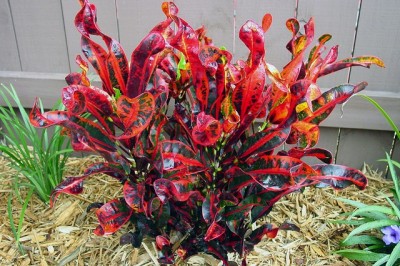 Cây dược liệu cây Ngũ sắc hay vàng bạc trổ, Cô tòng đuôi lươn - Codiaeum variegatum (L.) Blume