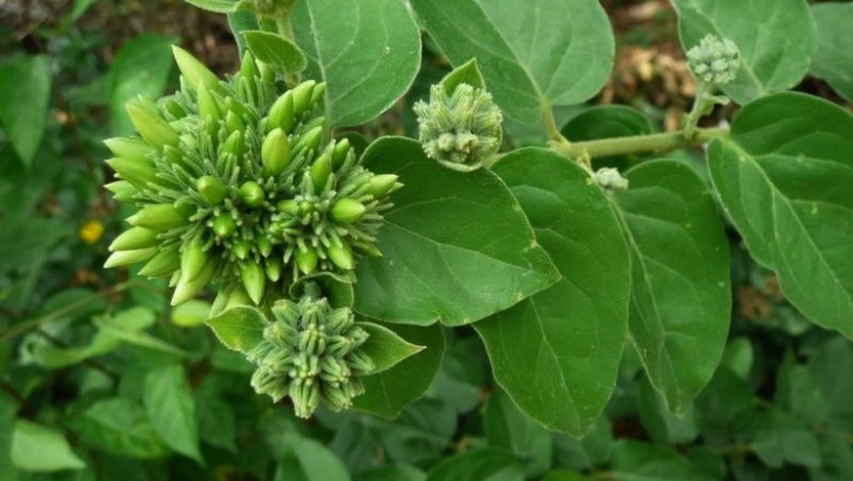 Cây dược liệu cây Nhài leo - Jasminum scandens Vahl