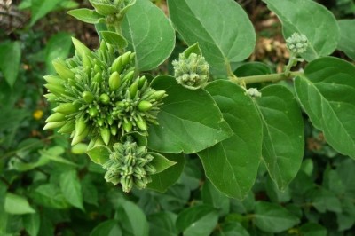 Cây dược liệu cây Nhài leo - Jasminum scandens Vahl