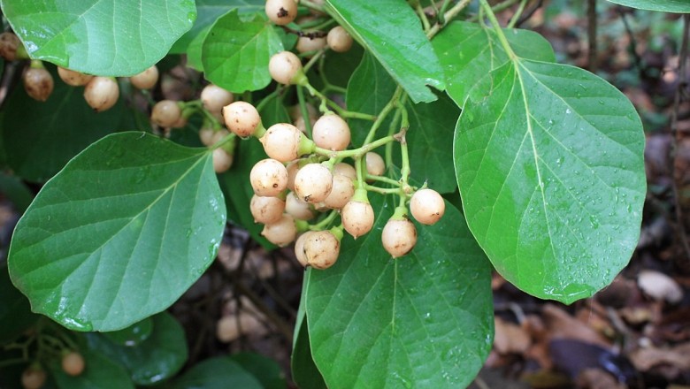 Cây dược liệu cây Ngút nhớt - Cordia myxa L